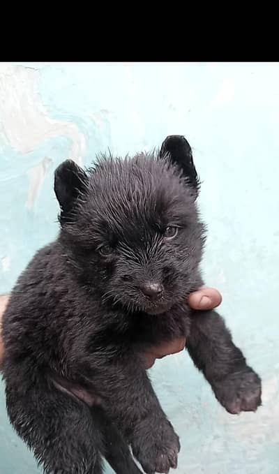 black German Shepherd For sale