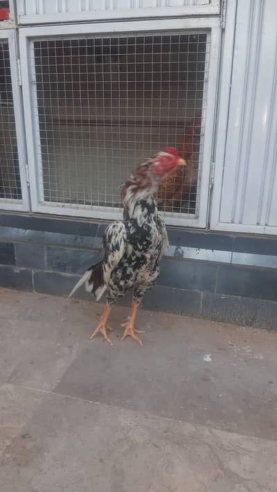 Top Quality Aseel Cheena Patha