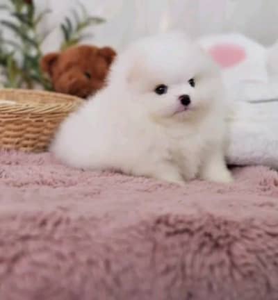 butifull pomeranian puppies dog for sale