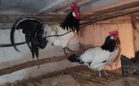 Plymouth rock, Sussex light, Ayam Cemani & lakenvelder chicks