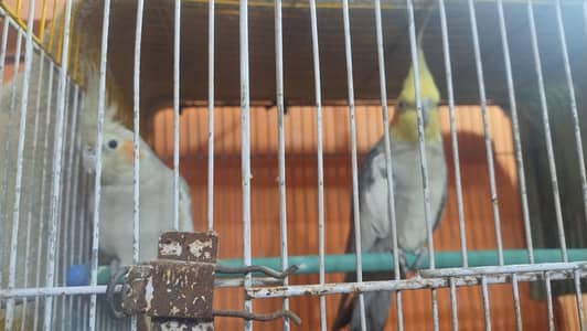 setup for sell in chep price