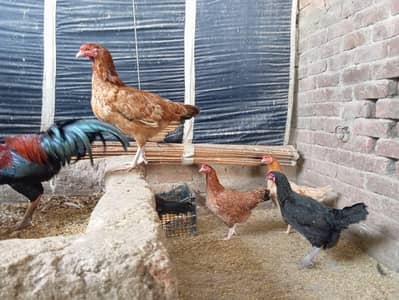 Aseel cross Desi Egg Laying Hens