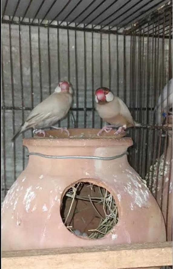 common gouldian, Albino java, fawn java , gouldian chicks - Finches ...