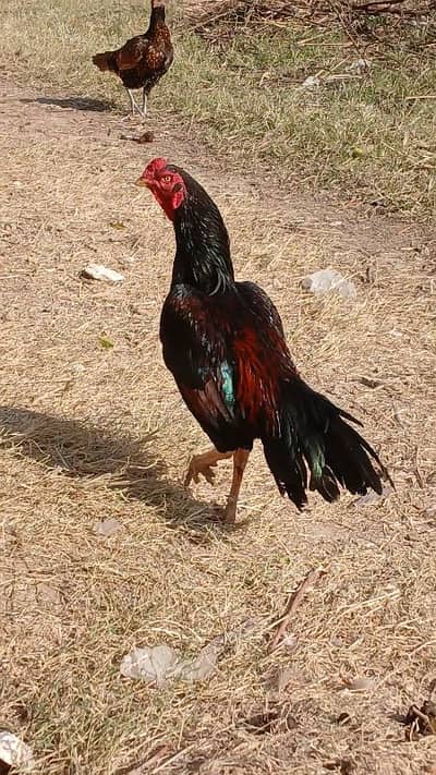 aseel murga urgent sale