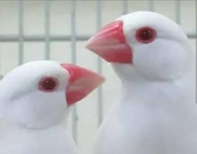common gouldian, Albino java, fawn java , gouldian chicks
