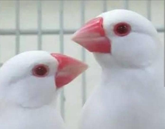 common gouldian, Albino java, fawn java , gouldian chicks - Finches ...