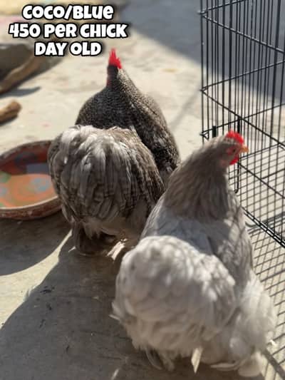 Top Quality Bantam Chicks Available