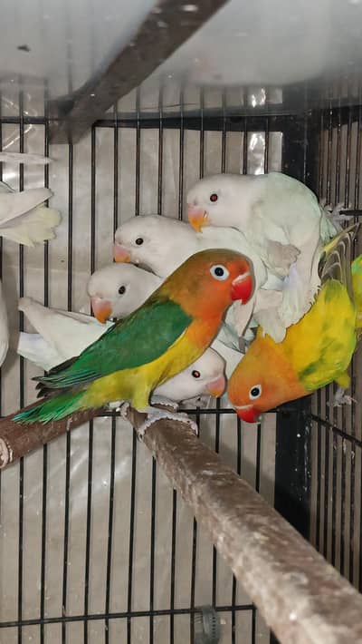 love birds complete setup for sale