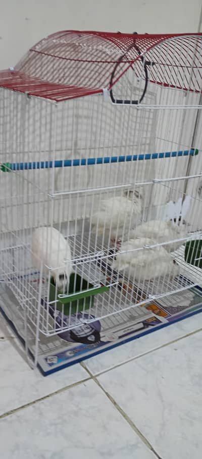 cute birds with cage