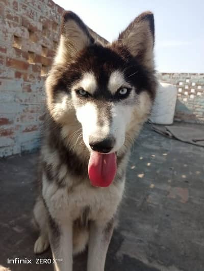 Top Quality Siberian Husky Dog Ready For Mate
