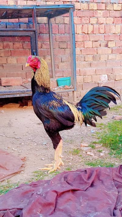 Aseel Murga for sale