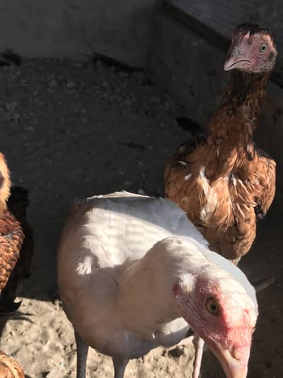 Pure pakistani aseel chicks