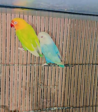 Pale Fallow Breeder setup for sale