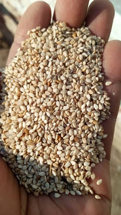 safed til 200 man available