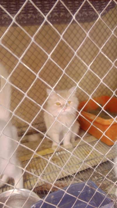 Persian cat/ kitten/ punch face/ doll face/ double coat / Cat