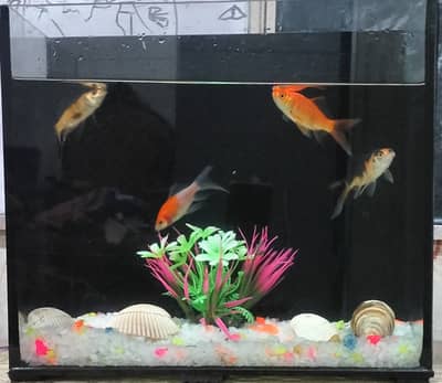 Fish aquarium 