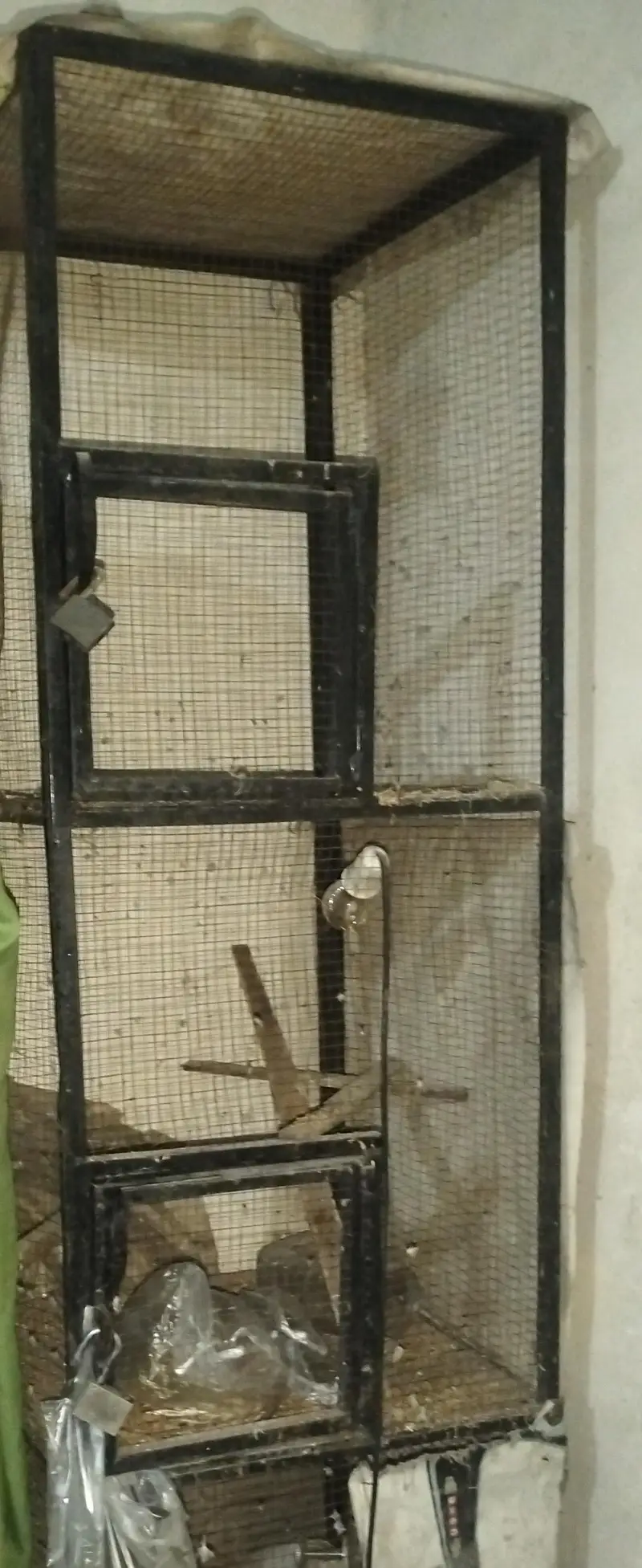 love birds 4 pair with cage & 4  boxes and pots — photo 7