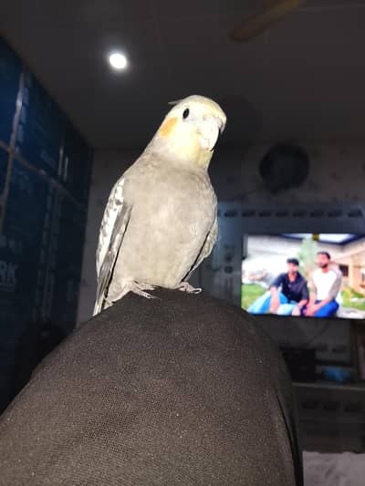 hand taim cocktail urgent sale 03065482407