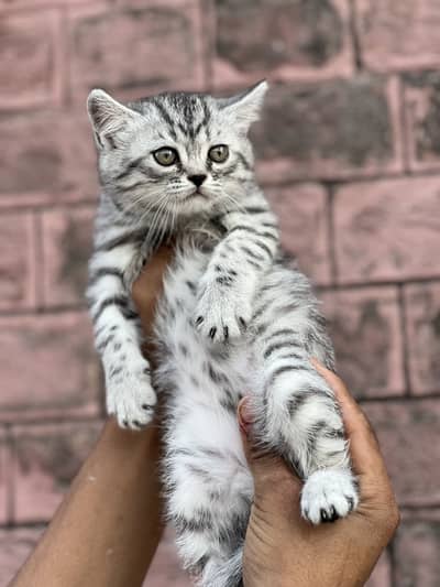 Silver Tabbi  British short hair Female Available