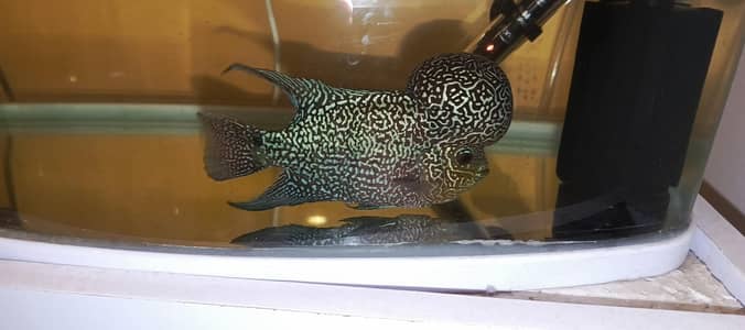 Flowerhorn Boom Head