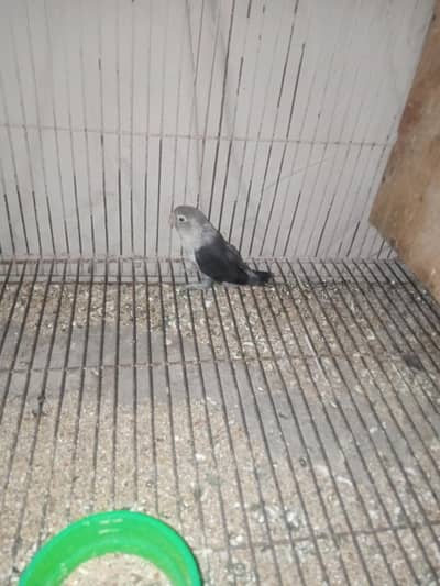 Online female and black mask (pair) 1 black pasnata