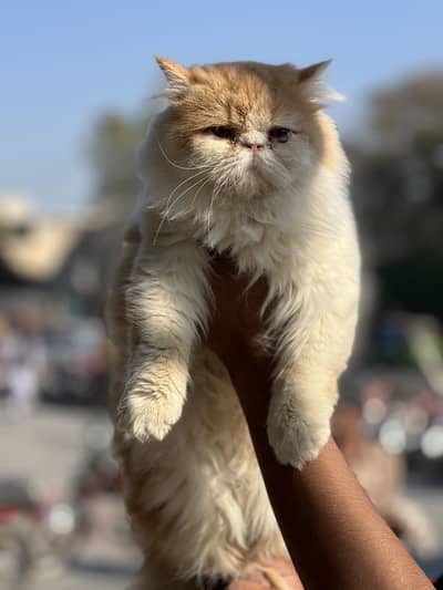 Stud Service Available Only Lahore