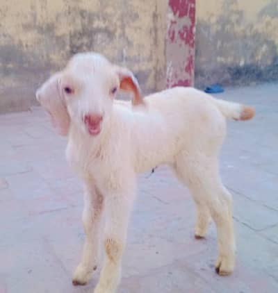 Desi cross Male Bacha