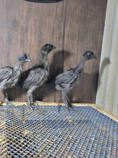 1 month ayam cemani grey tounge chick in lahore
