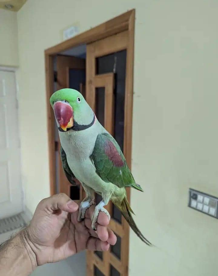 Kashmiri raw parrot for sale - Parrots - 1111343933