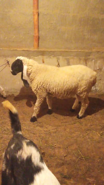 2 dumbay for sale each 55 hazar