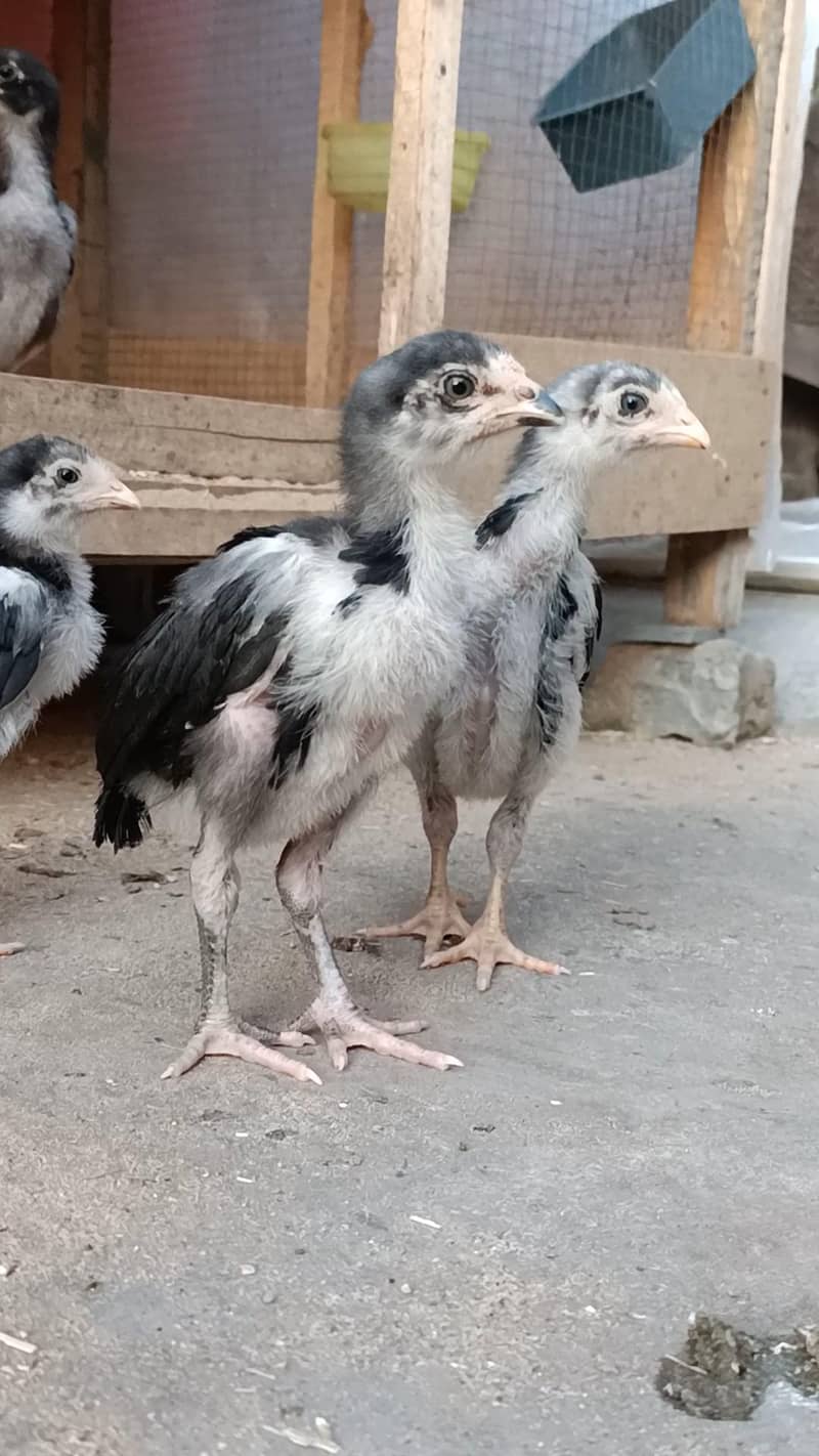 lassani chicks 10