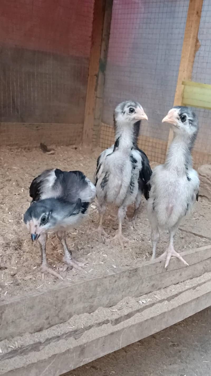 lassani chicks 14