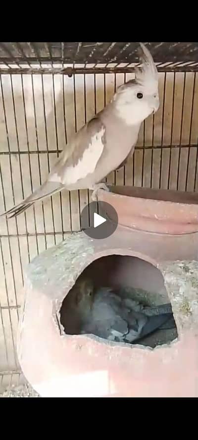charcoal white face into grey cocktail breeder pair with eggs for sale