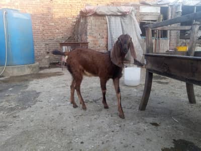 livestock animal for sale