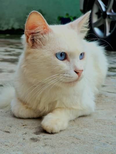 Persian, Turkish mix