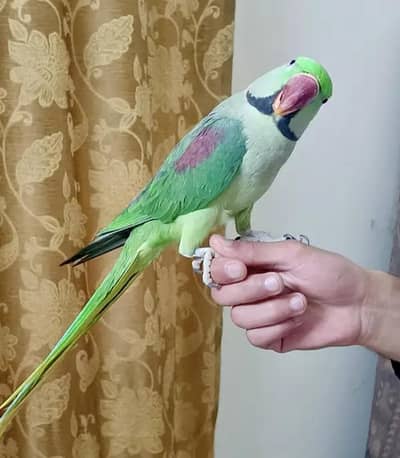Kashmiri raw parrot for sale