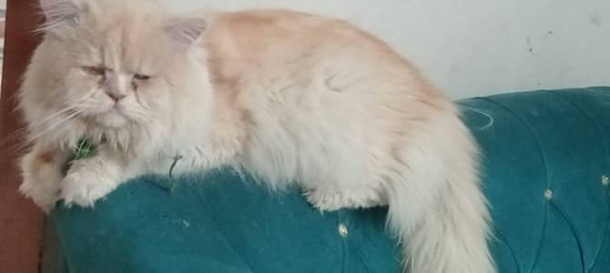 stud male punch face