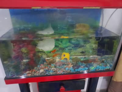 3 gold fishes with accessories