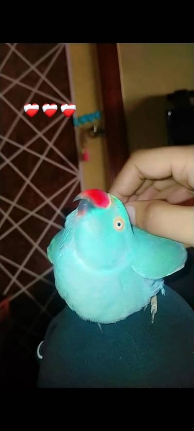 lovebird