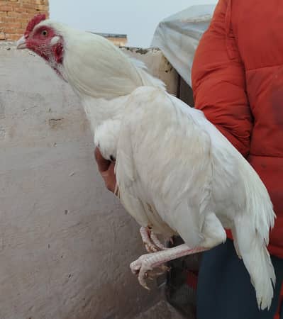 heera aseel male female visit Kar k apni Pasand k lyn bengum bhi