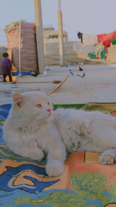 Persian Male cat