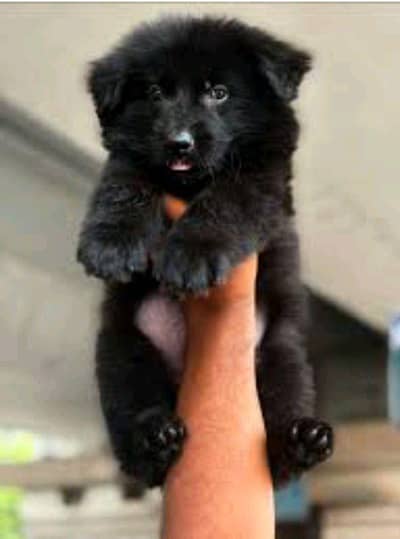 German Shepherd long coat poppy for sale