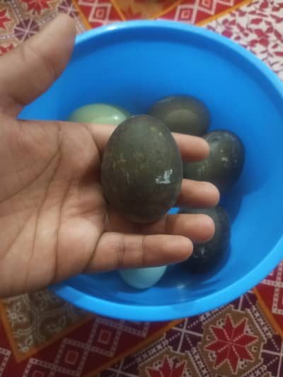 cayaga imported duck  Eggs for sale