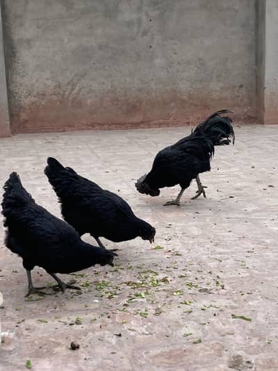 Ayam cemani breeder set