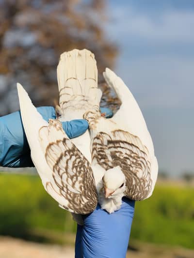 Sentinet Chicks Pigeons