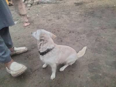 This is a very good dog, understands things