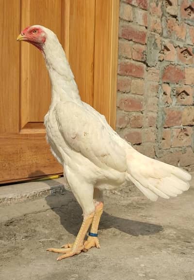 Quality White O Shamo Madi & Top Quality White O Shamo Patha ( Read Ad