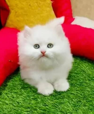 Persian female kitten for sale My WhatsApp number 03 20 24 100 47