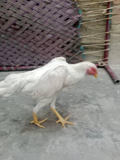 White King size Shamo German shamo premium quality shamo