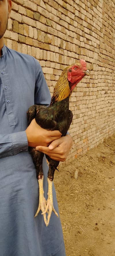 Aseel Murga For Sale